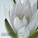 УСПОКАИВАЮЩЕЕ МАСЛО ДЛЯ СНЯТИЯ МАКИЯЖА SOOTHING CLEANSING OIL